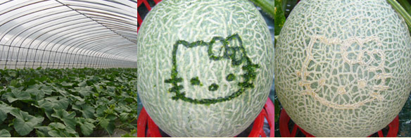 melon061303
